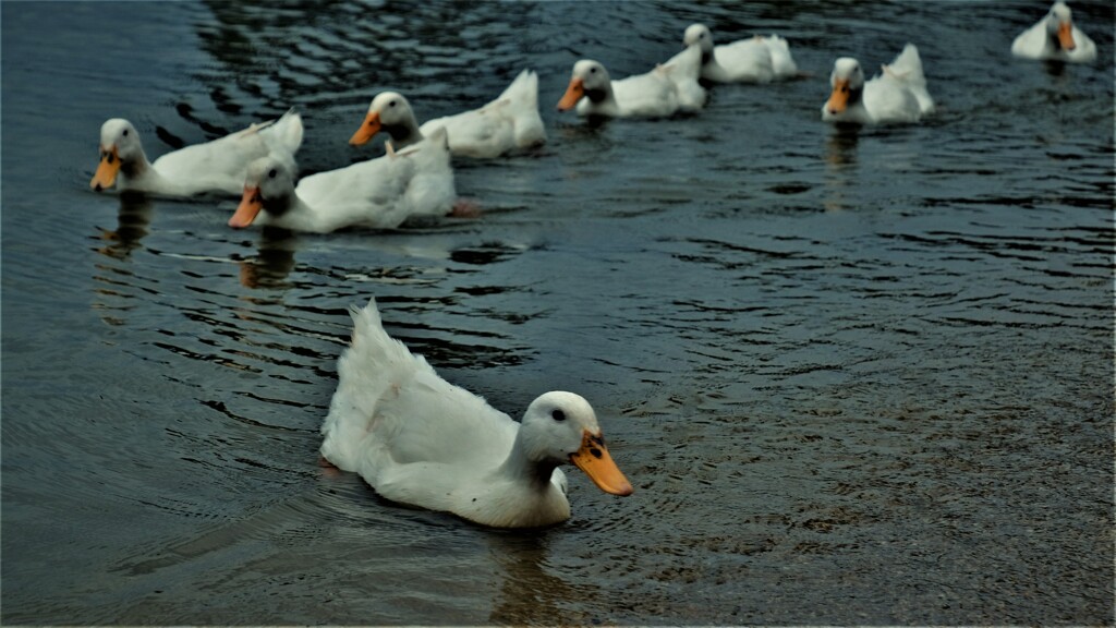 鳰の海のアヒル　１