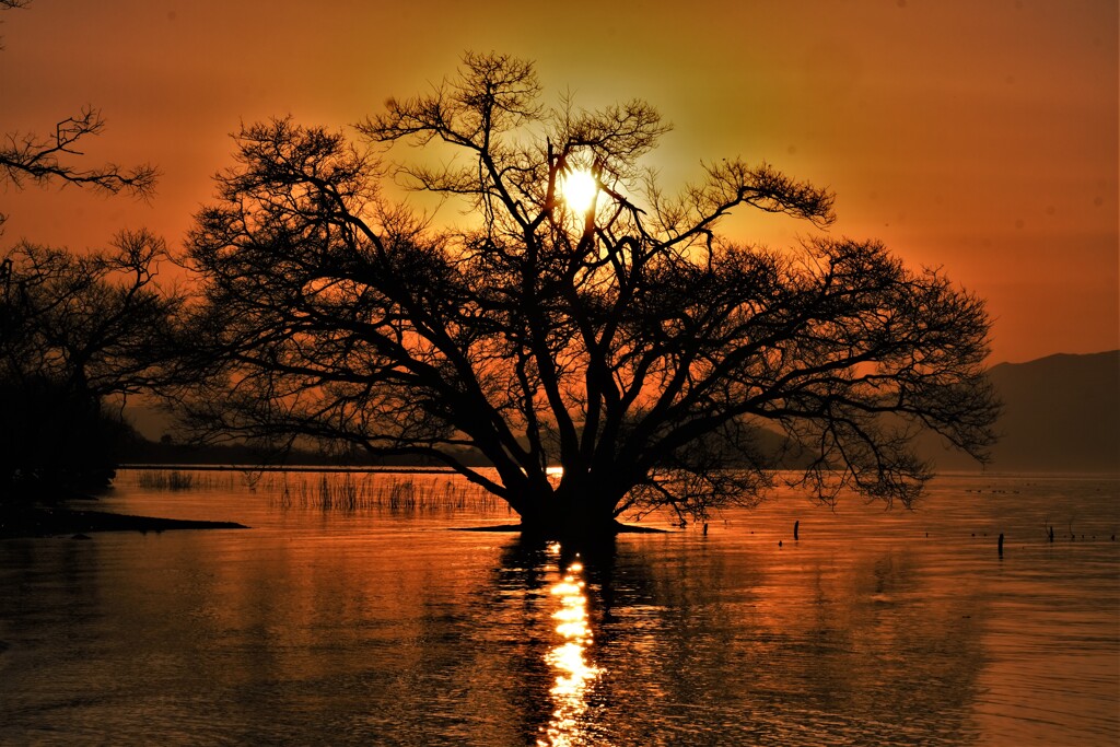 夕日の水中木