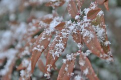 雪葉