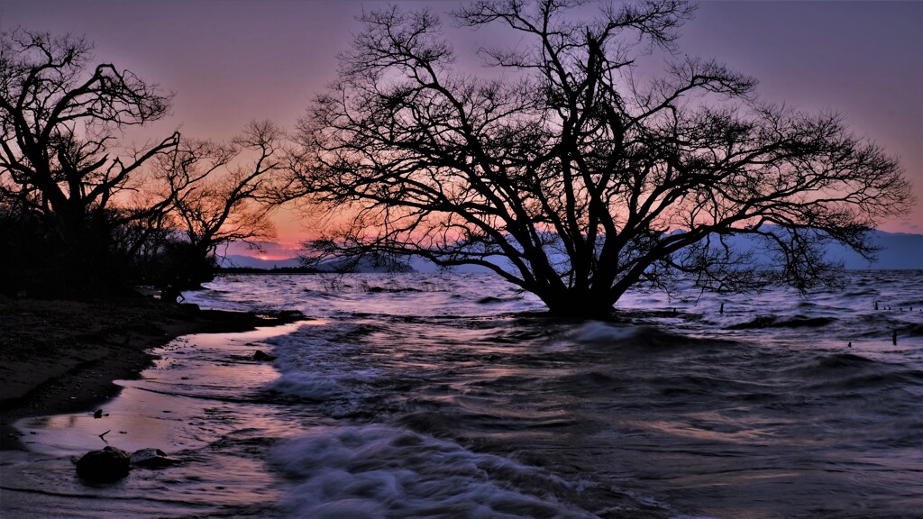 湖辺の夕木　５