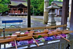 長浜八幡宮花手水　5-1