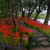 彼岸花小路　１