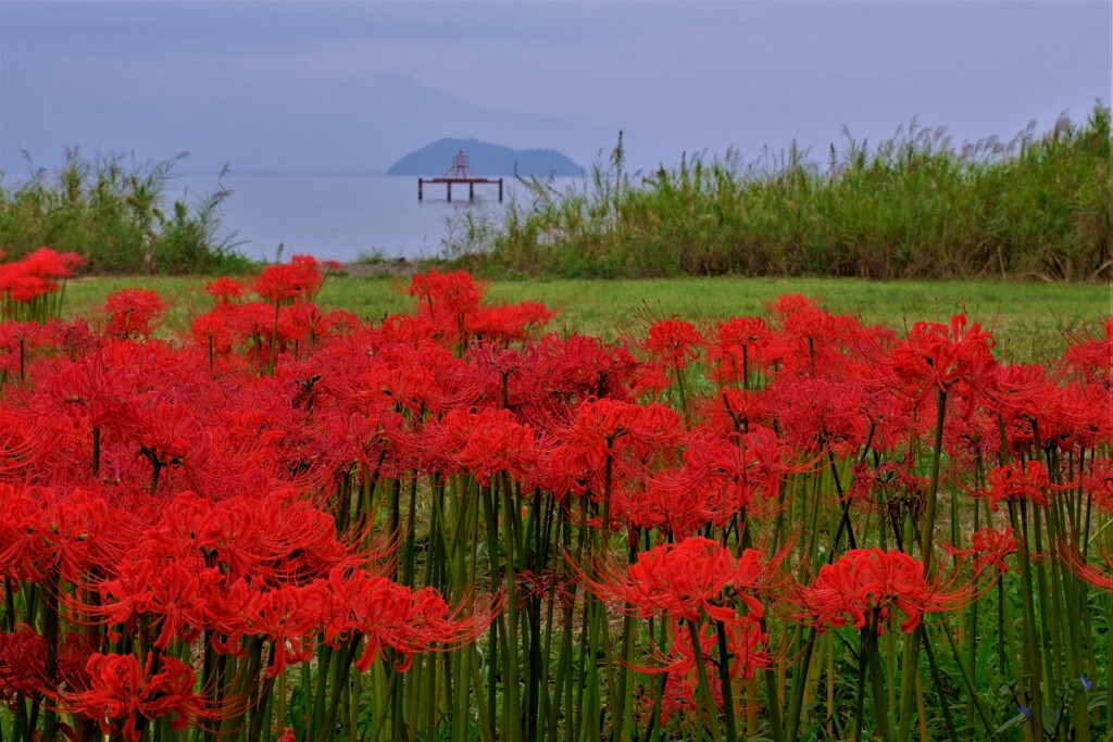 湖辺の彼岸花