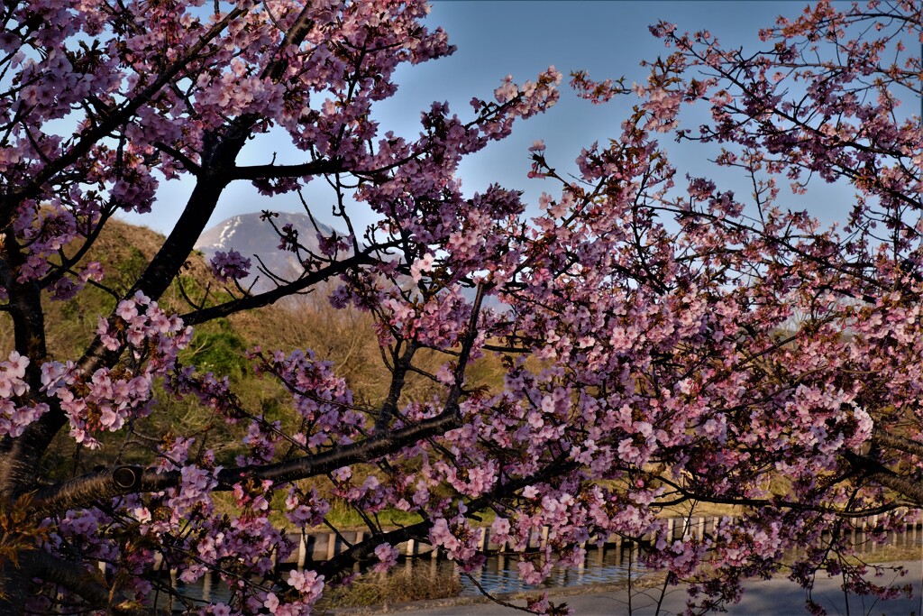 湖国早咲き桜