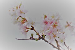 冬咲く桜　５