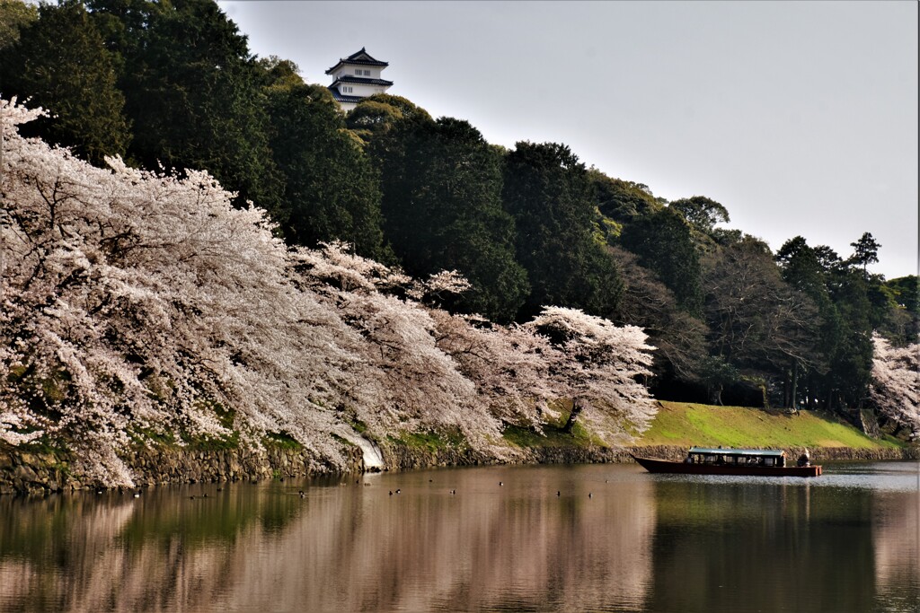 彦根城内濠　桜寸景　６