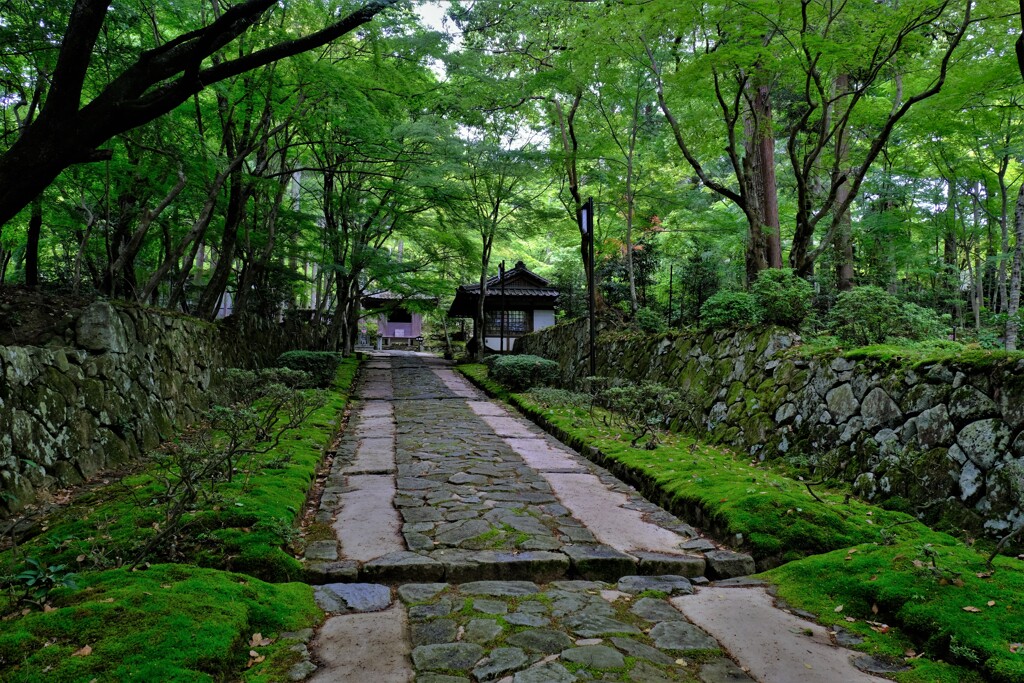 新緑の湖東三山金剛輪寺　２