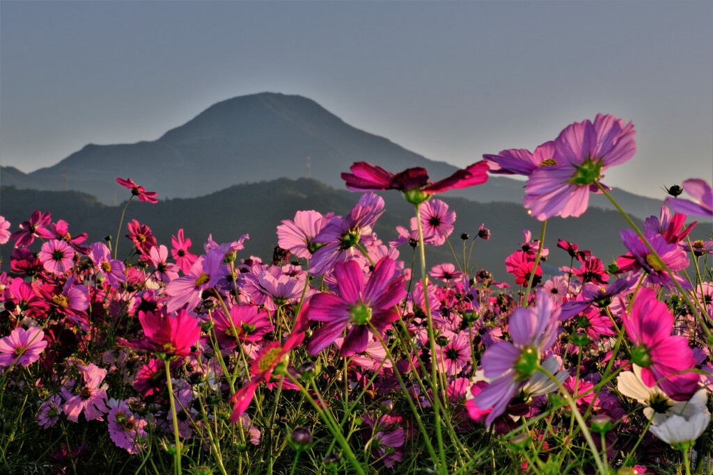 秋桜と伊吹山