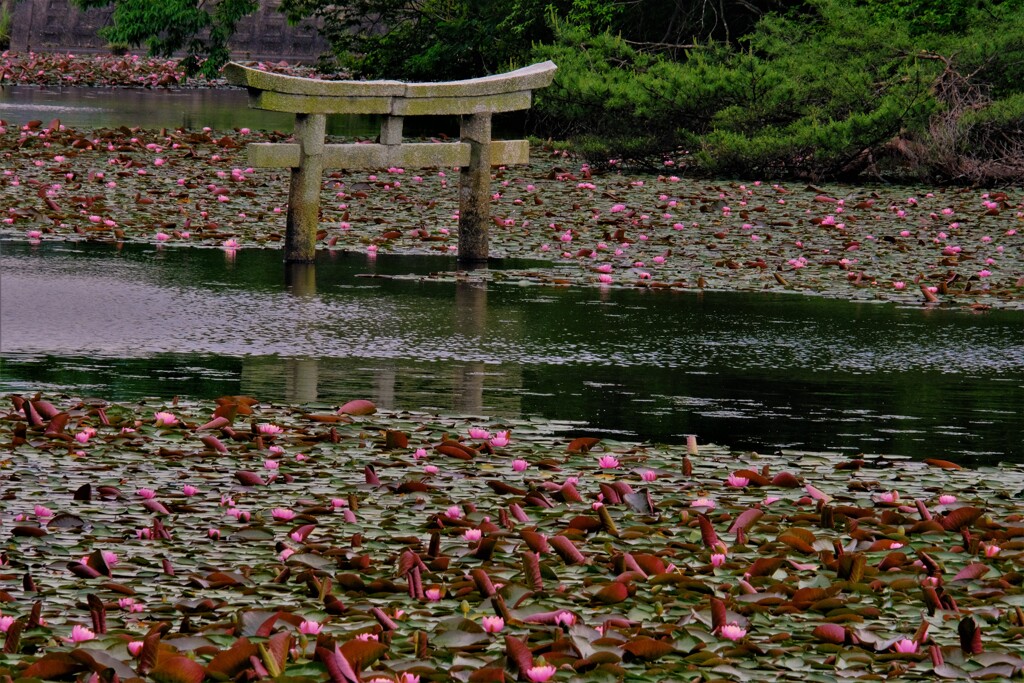 弁天池の沈み鳥居　１