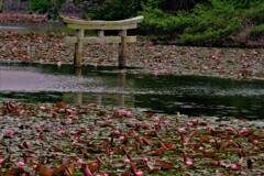 弁天池の沈み鳥居　１