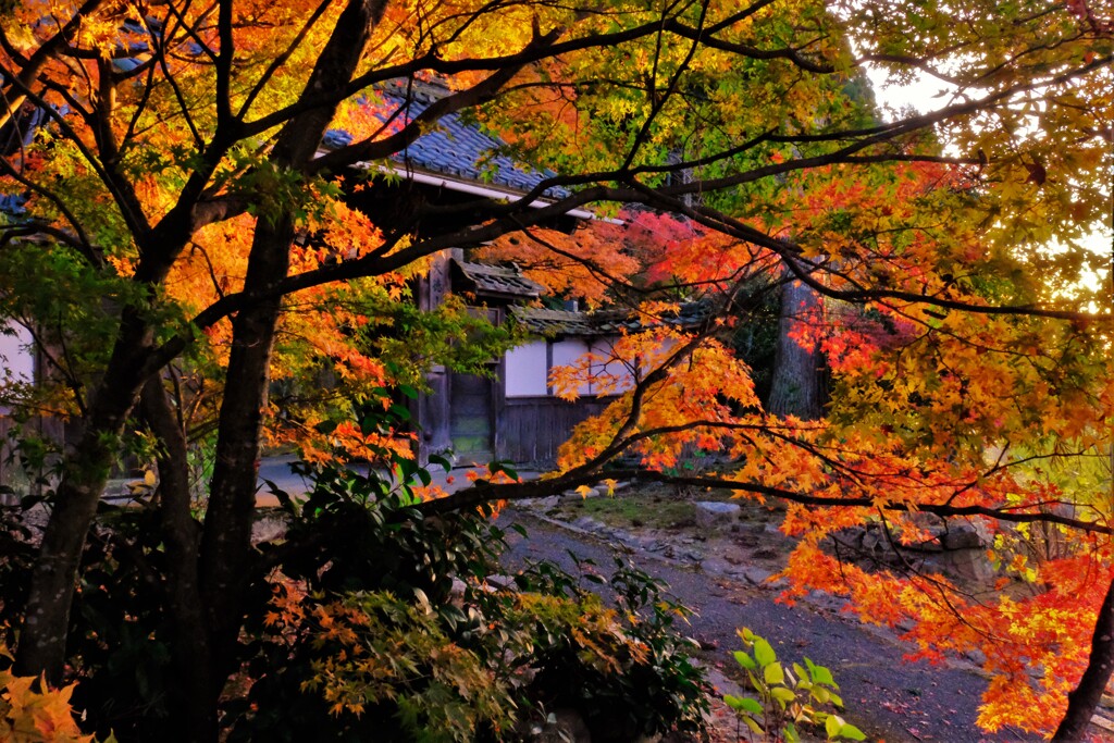 高源寺紅葉寸景　２