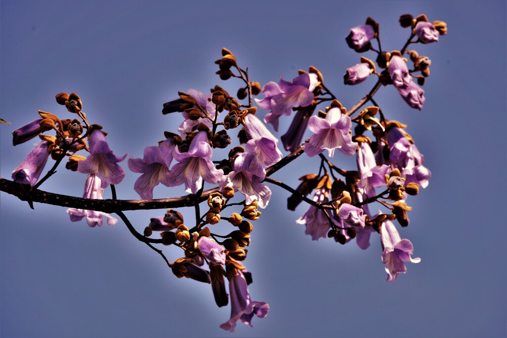 桐の花　Ⅱ