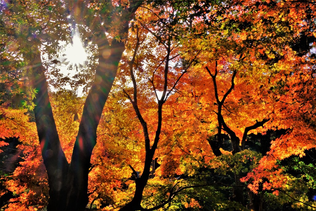紅葉光　２