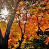 紅葉光　２