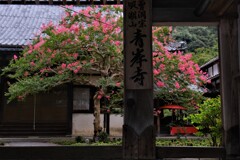 山門の百日紅　３-２