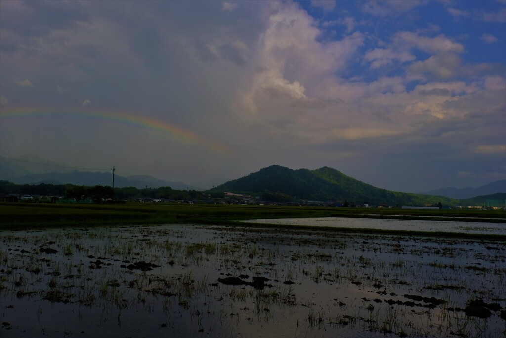 晩春の水田虹