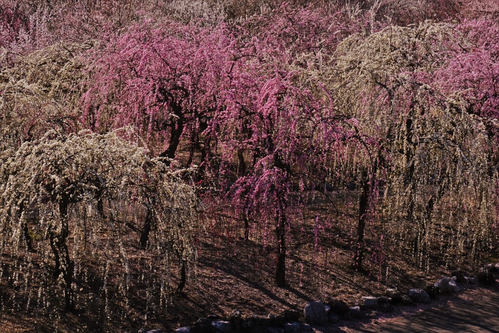 春薫いなべ梅林　４