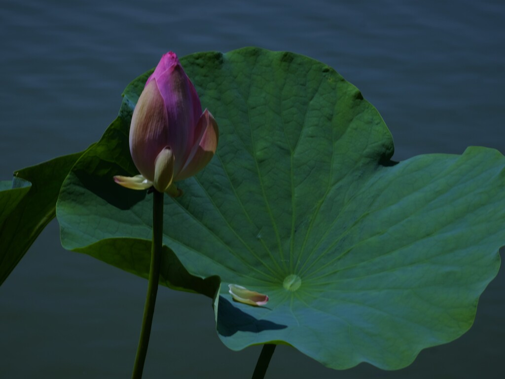 南條花はす公園　10