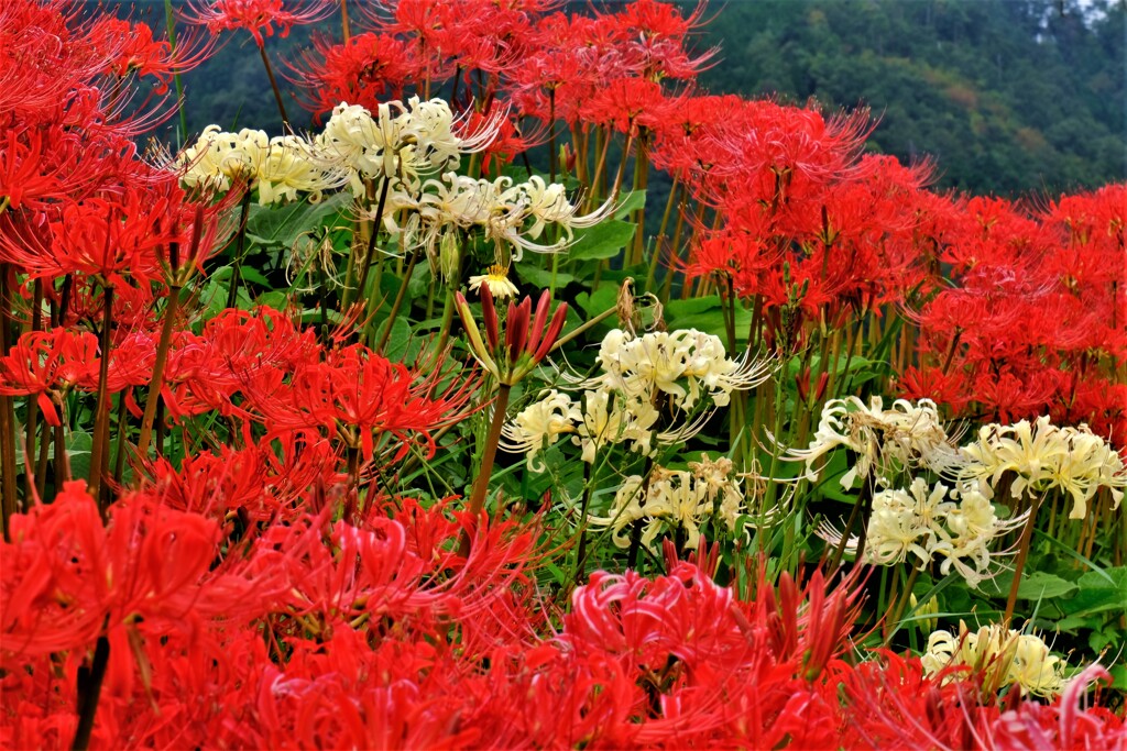 紅白曼珠沙華