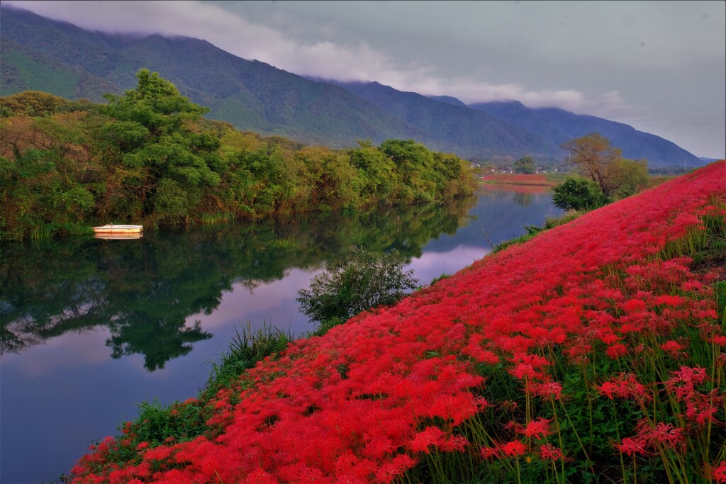 津屋川堤防の彼岸花　１