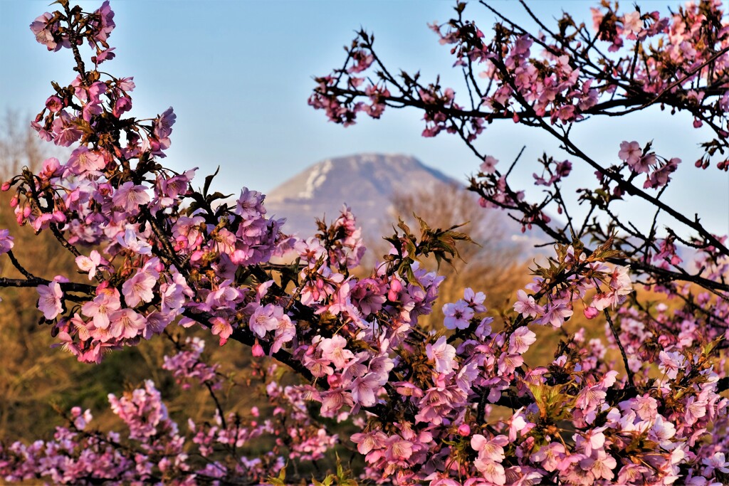 河津桜と伊吹山