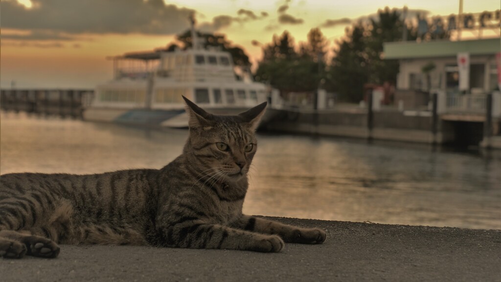 日暮れ猫