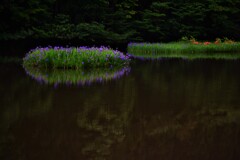 平池の初夏の水辺　２