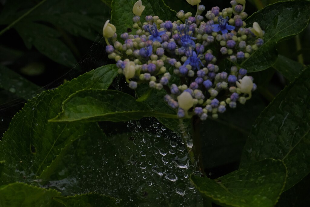 梅雨あじさい
