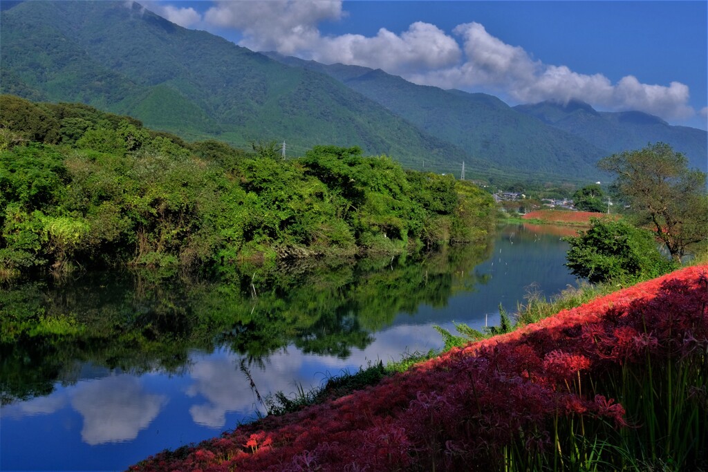 津屋川堤防の彼岸花　４