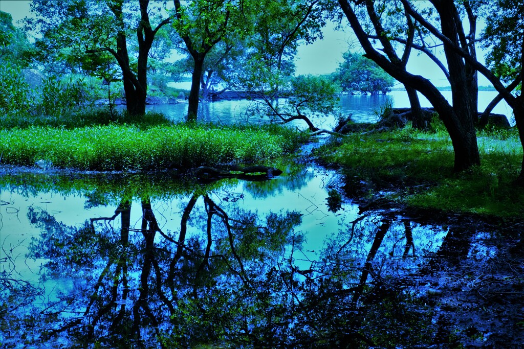 小さな森の水辺物語　２
