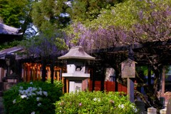 彦根松原・春日神社　３