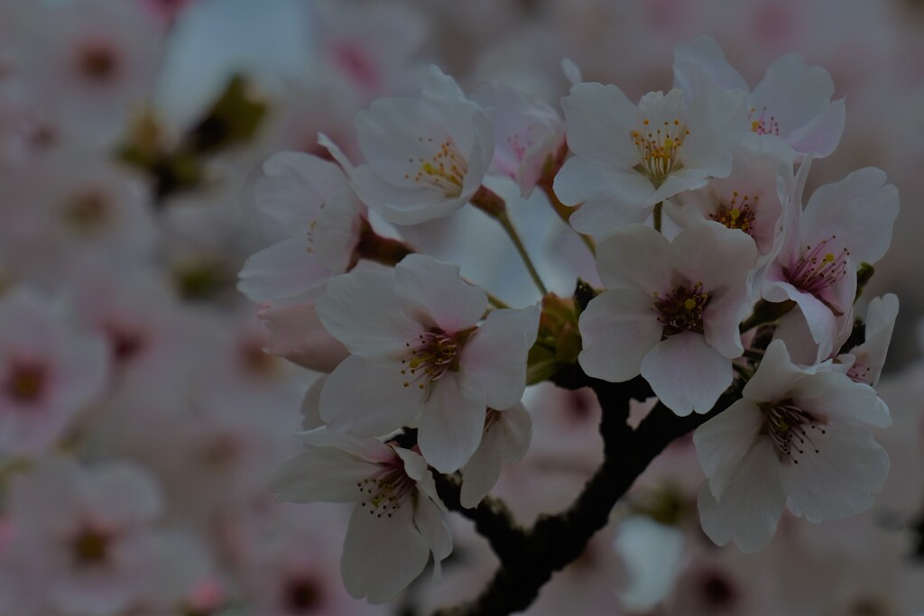 桜花爛漫