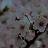 桜花爛漫