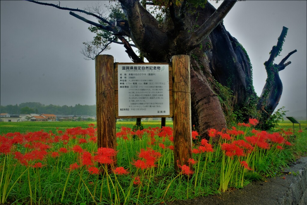 秋雨飯盛木　３