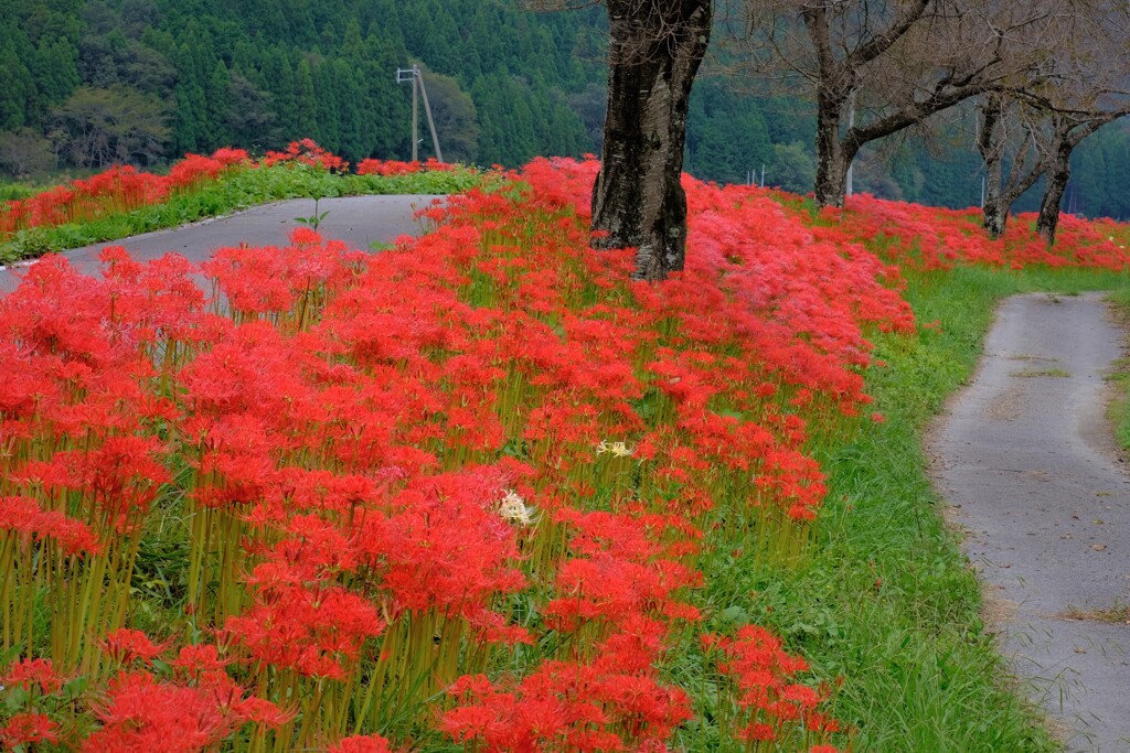 彼岸花ロード　Ⅰ