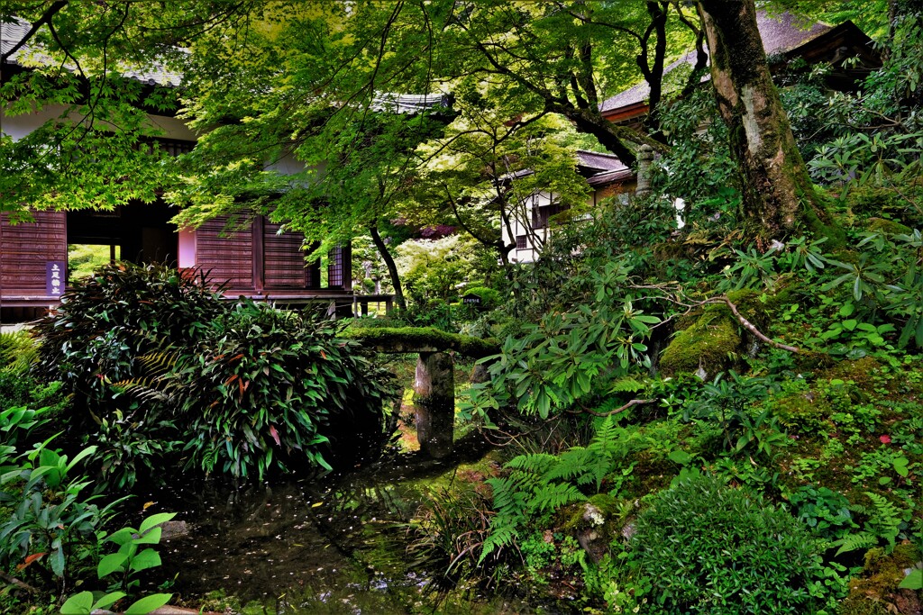 新緑の湖東三山金剛輪寺　５