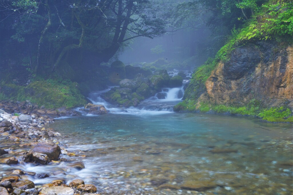 川霧の芹川渓流