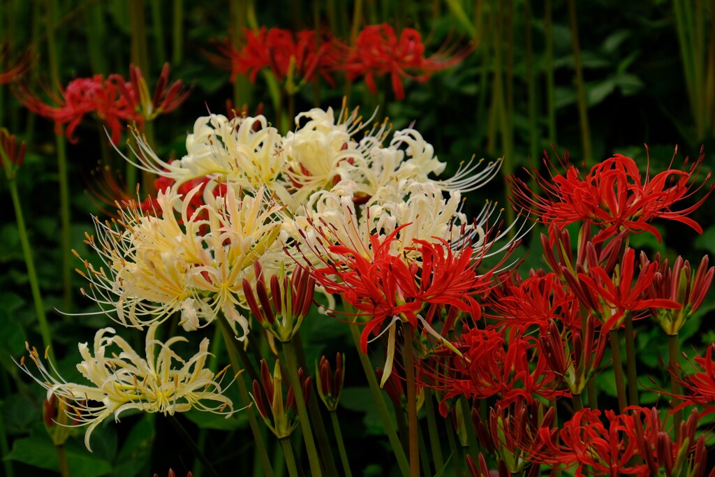 中秋の紅白花