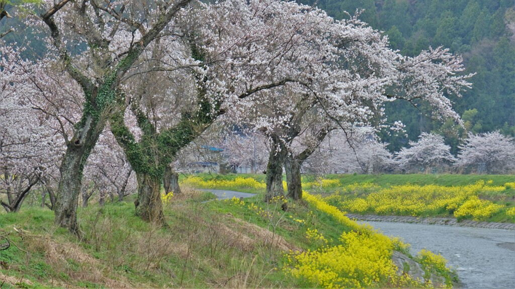余呉川の春響　３