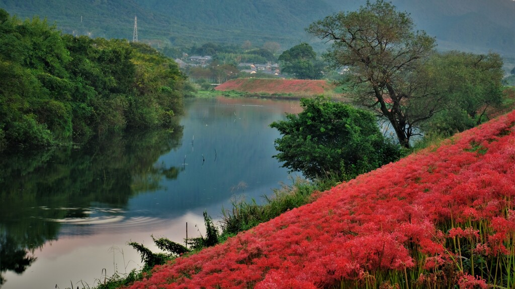 津屋川堤防の彼岸花　２