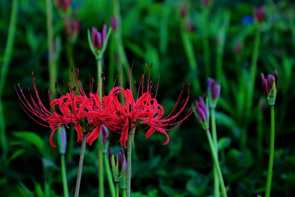 彼岸咲く花