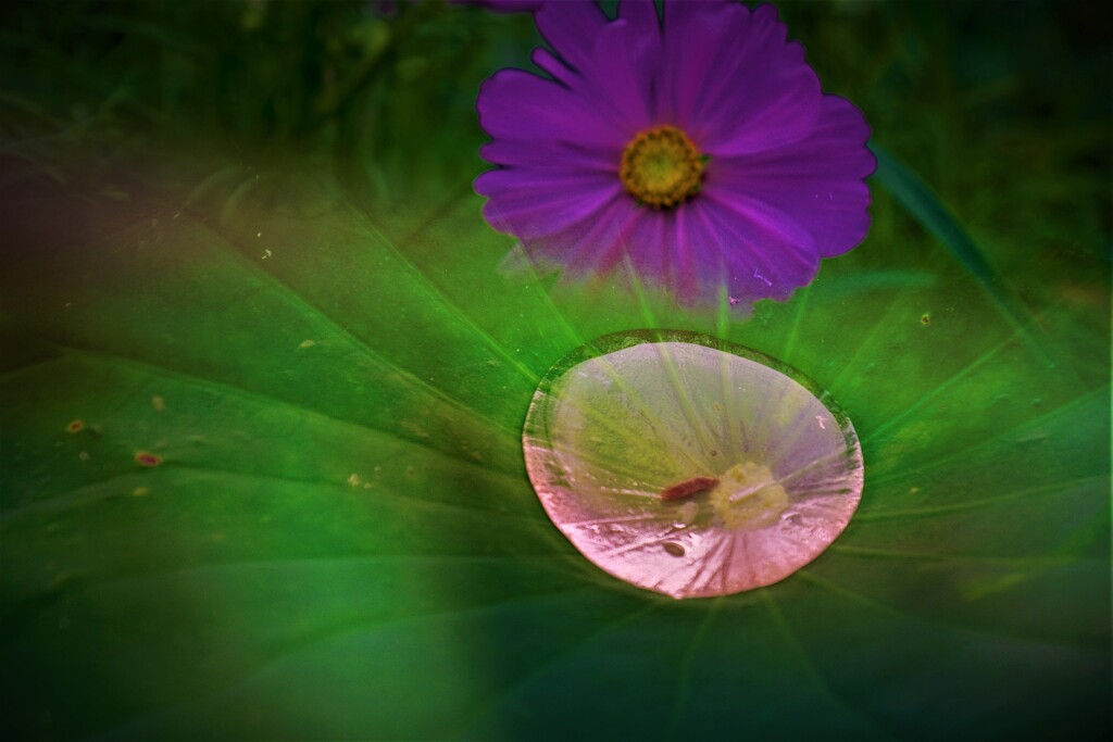 花雫