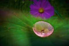 花雫