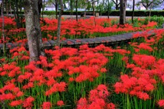 小径の曼珠沙華　Ⅲ