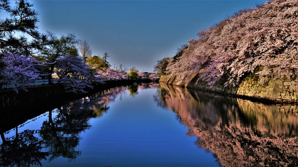 濠端の朝桜　５