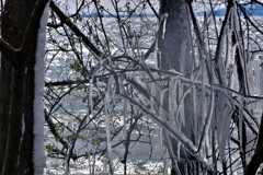 しぶき樹氷　６