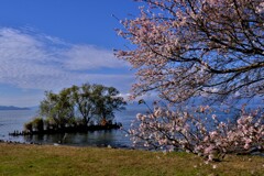 春擬き秋冬桜景