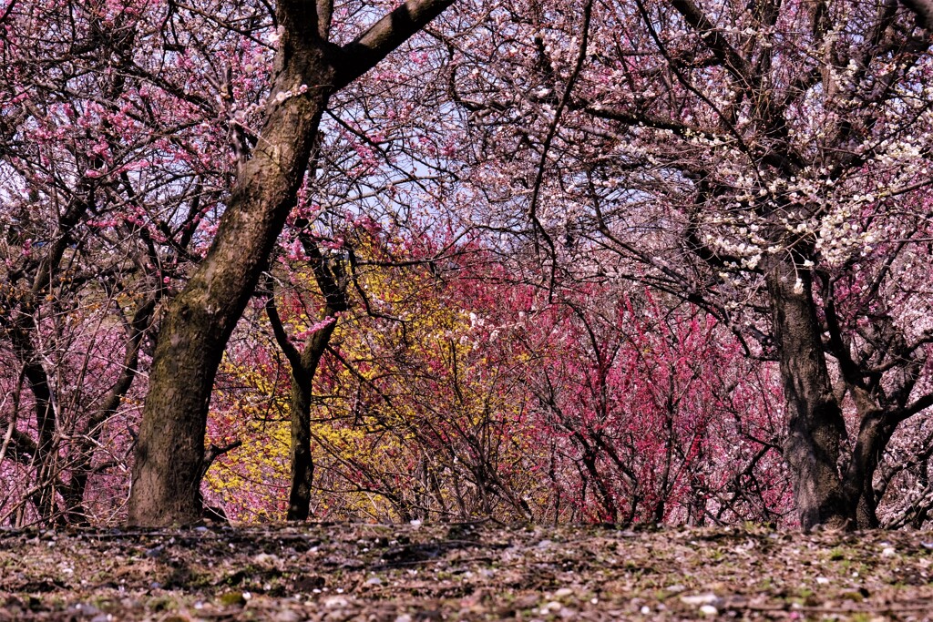 いなべ市梅林公園　８