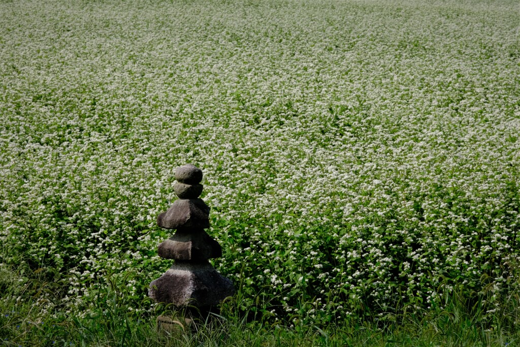 ソバ畑の石塔