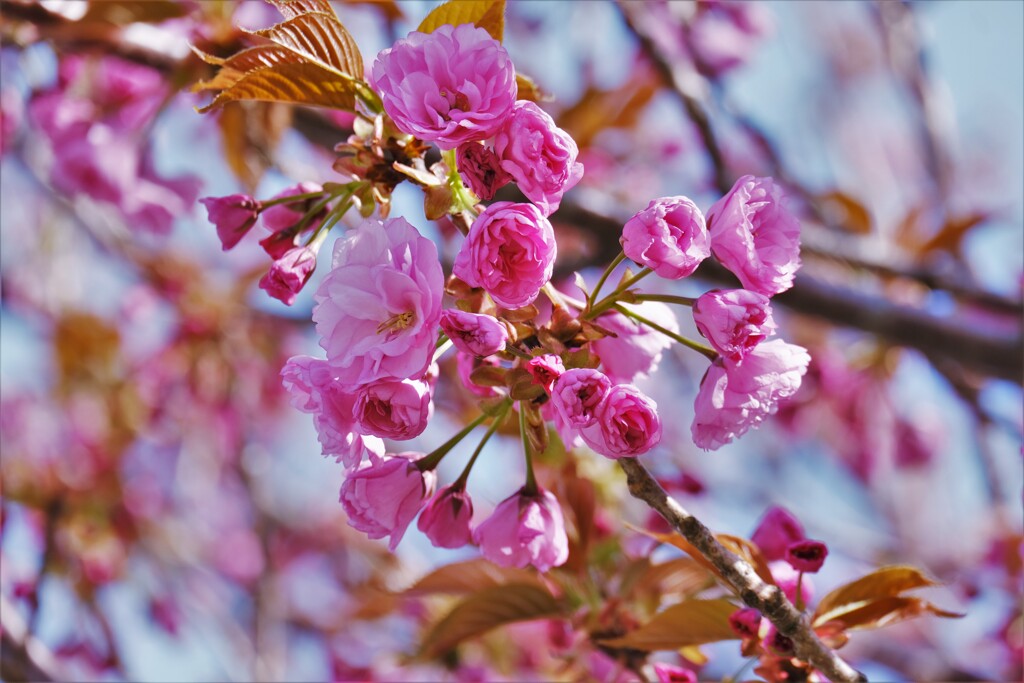 八重桜